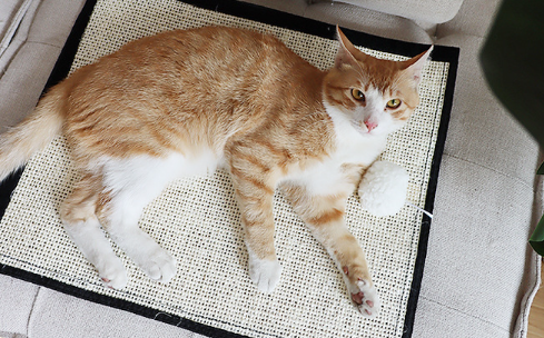 Manta rascadora para gatos, juguete para mascotas