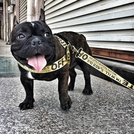 https://ae01.alicdn.com/kf/S14ecade93d5d4ceeaa1a4f9b2bcac7e8u/Fashion-Dog-Collar-Leash-Set-Gold-Chain-Nylon-Pets-Dog-Collar-Leash-Long-Rope-Lettered-Collar.jpg